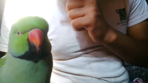Training on how to make a Ringneck Parrot to talk.Must watch