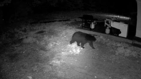 Backyard Bear May 19 2022