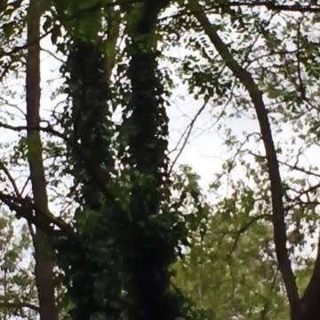 Walk in the park pigeon watching