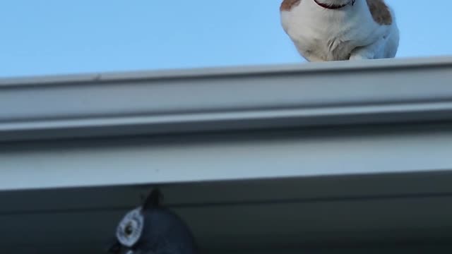 Funny Cat And Bird