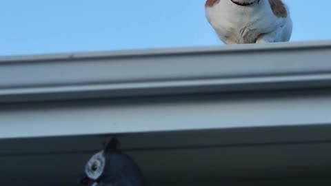 Funny Cat And Bird