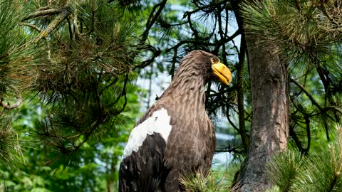 Eagle