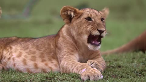 Cup lion while resting