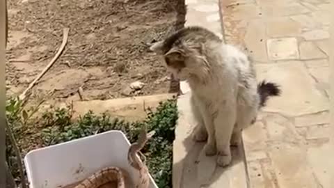 Cat vs snake fighting video
