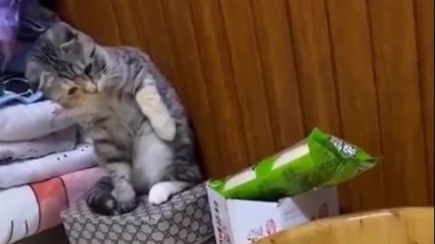 Funny pets videos 😂😂😂🐕🐕😅😂