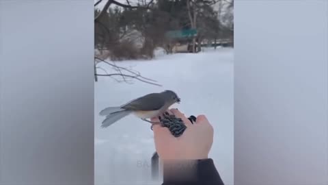 Funny animals # 5