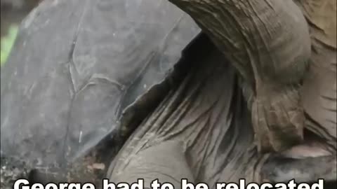 Lonesome George | The Longest Animal In The World