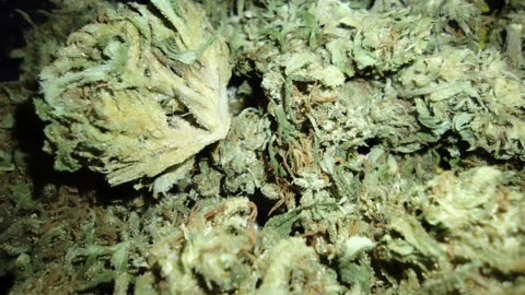 This morning roll up Blue Frost