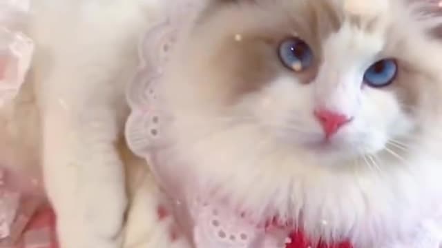 Aww cute cat videos funny Vol27