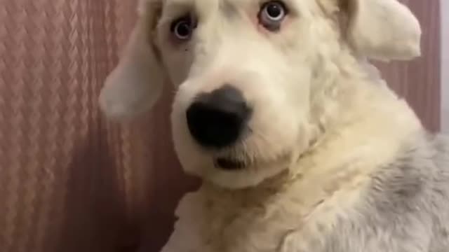 dog funny #shorts 2022🐕🐕🐕🐕🐕🐕🐕🐕