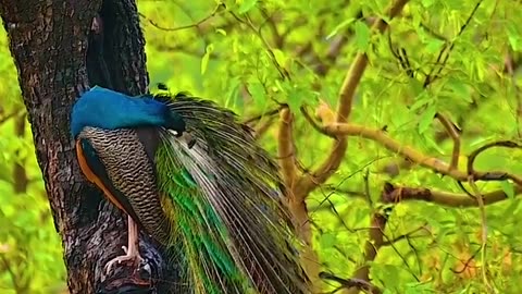 Wildlife and Funs