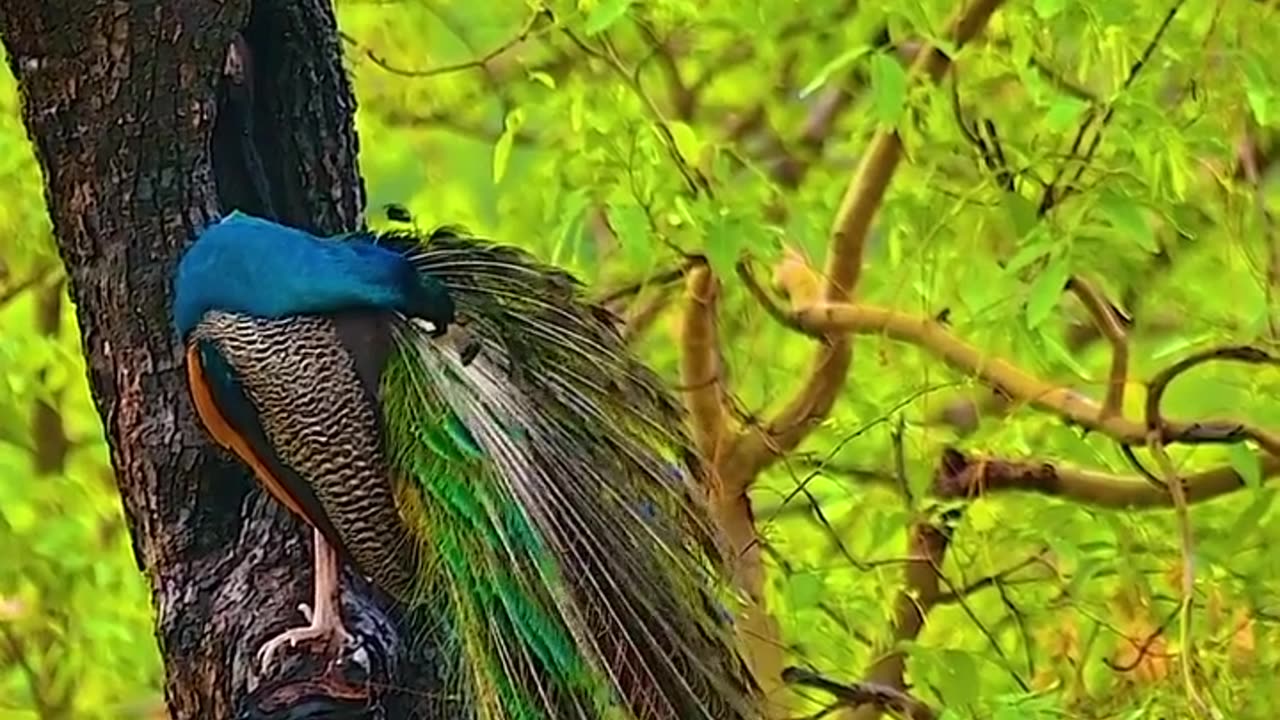 Wildlife and Funs