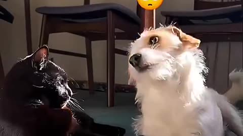 Funny animal