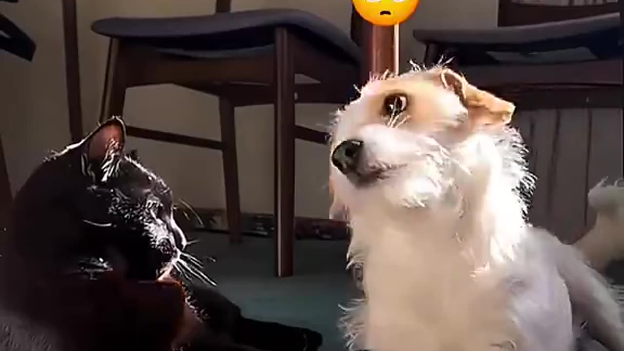 Funny animal