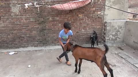 Goat standing on its feet and jumping