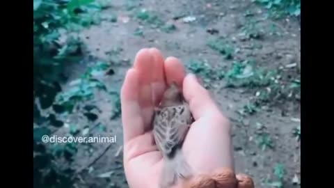 Funny, Cutes, Adorable Animals Compilation #7