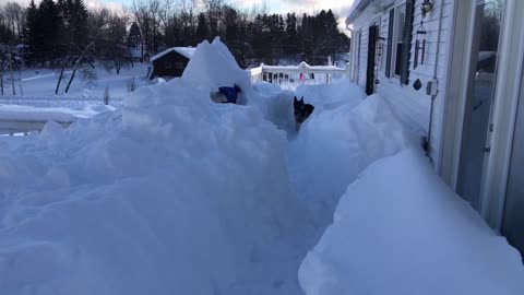 German Shepherd Running in Snow Maze