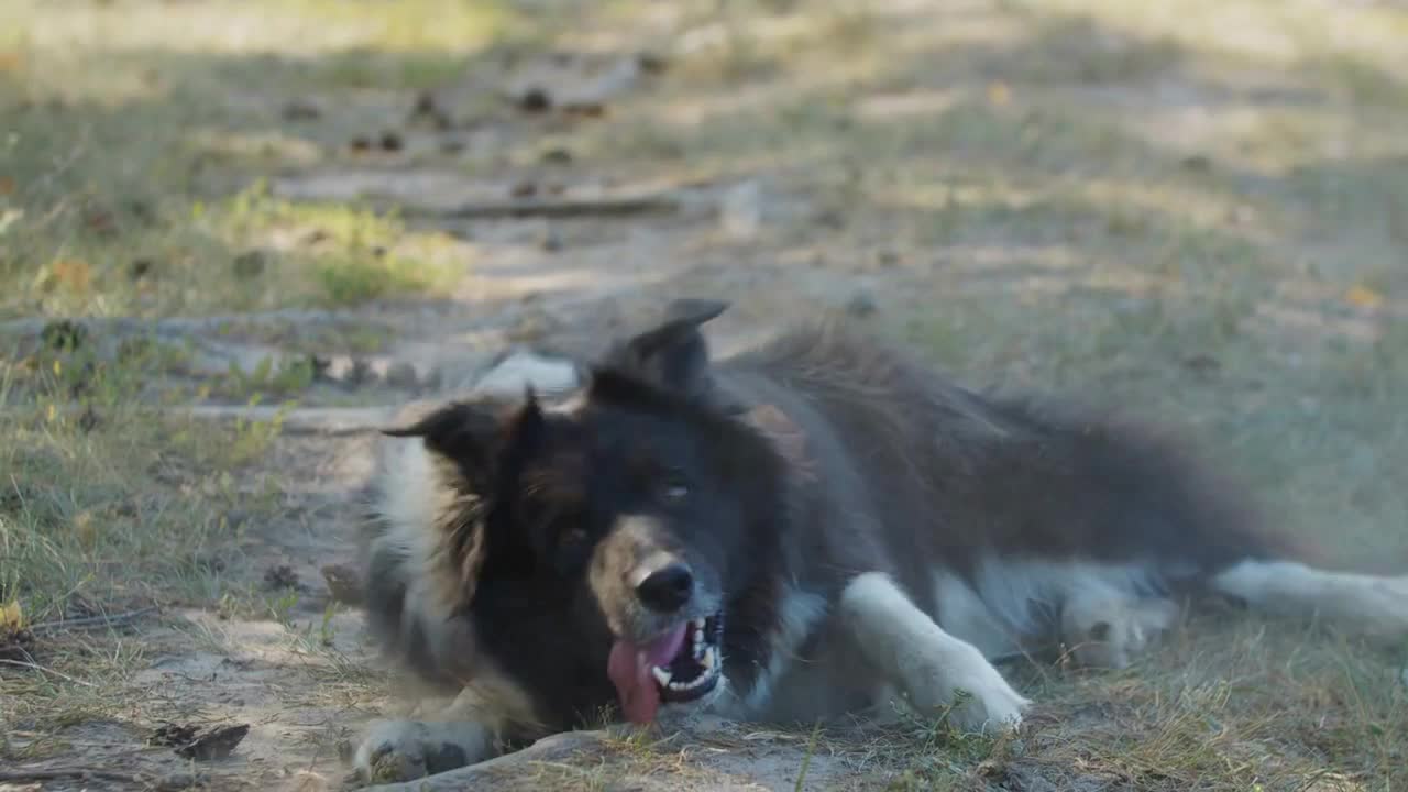 Big black and white trained dog acting playful outdoors - rolling on the ground