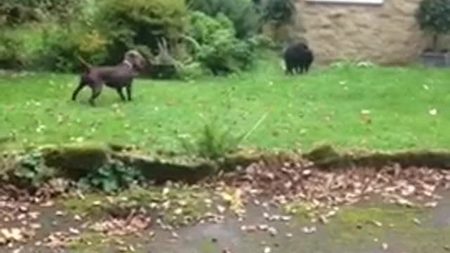 Brown dog barking at black cat