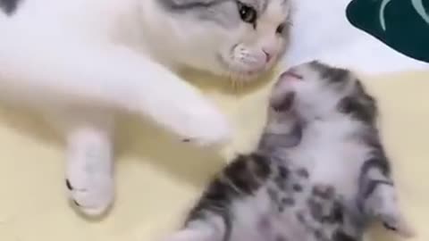 mommy cat hugs baby kitten having