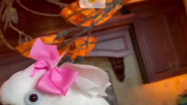 Parrot with a bow in its head this video for you