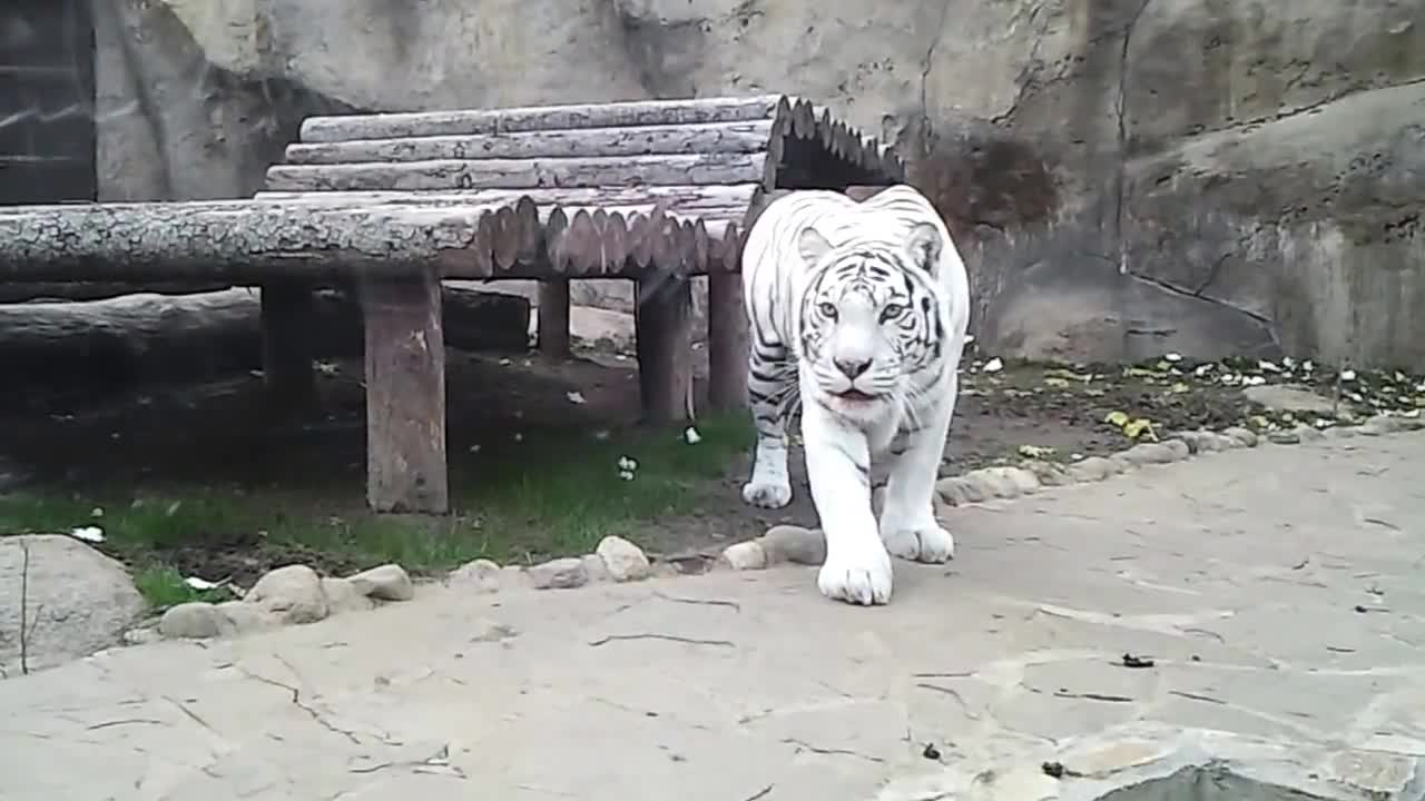 White tiger "attacks" a man