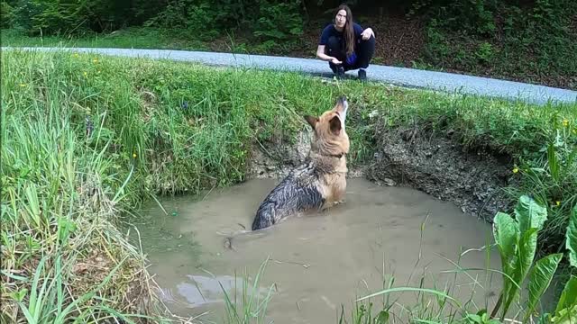 Dog Mimics Owner's Coin Trick