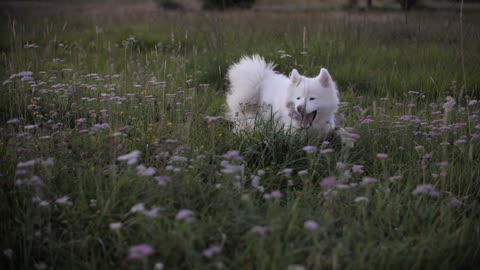 White Dog Playing in the Meadow