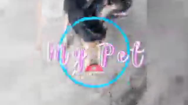Very smart Apollo!