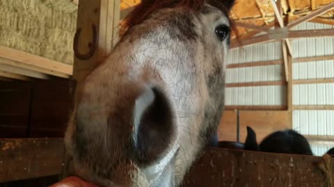 Horses getting treats