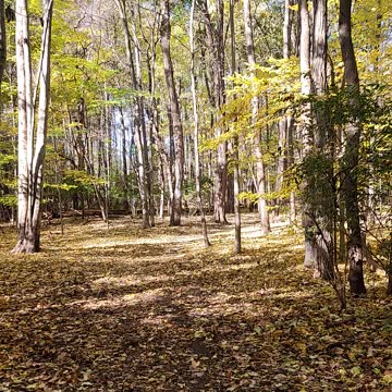 Michigan fall colors 360 1080hd