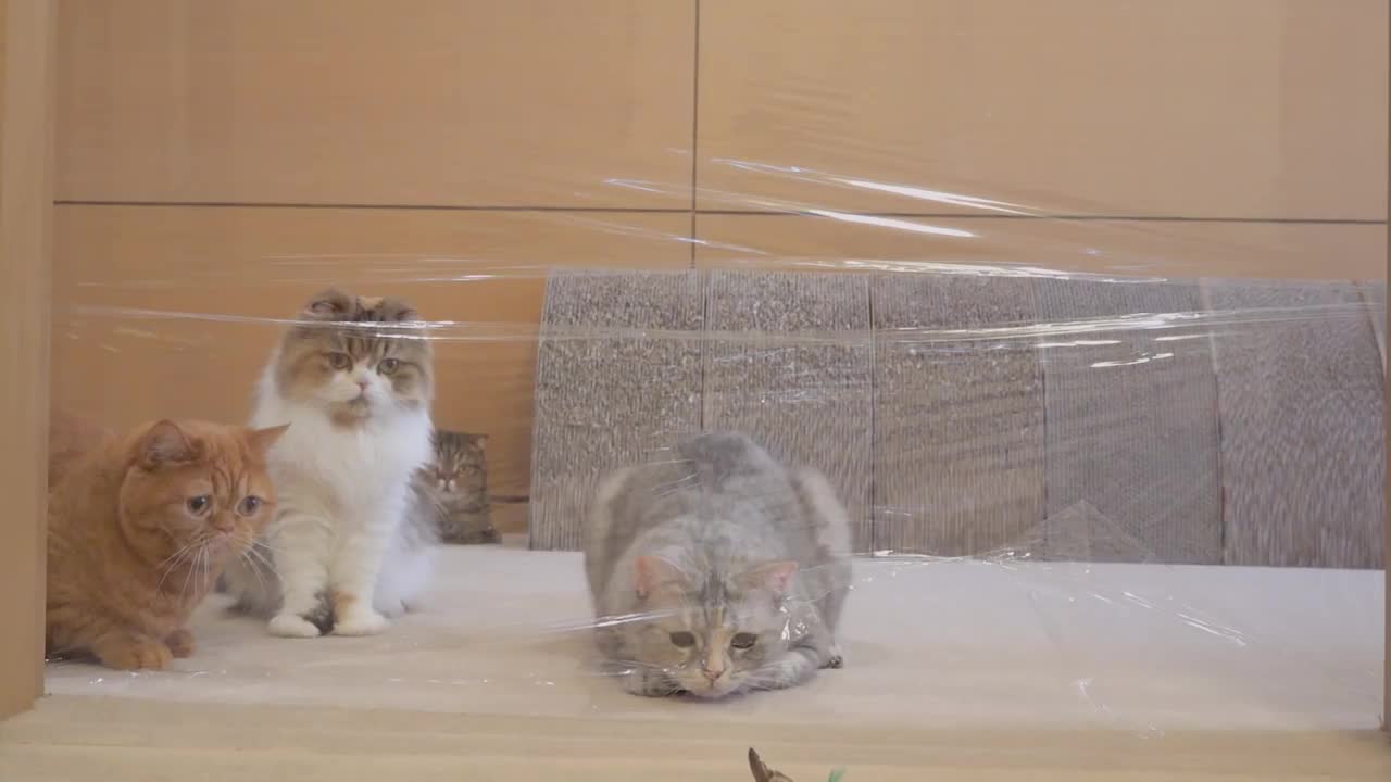 Cats vs Invisible Wall |