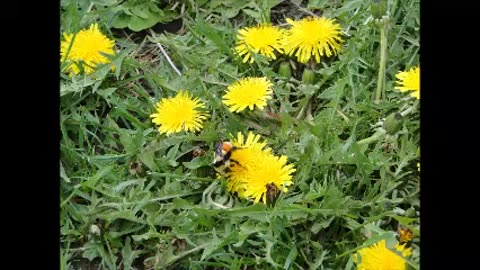 Attack of a New, More Devastating Sunflower Foe