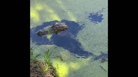 Alligator Enjoying an Early Thanksgiving