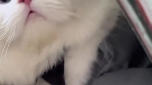 Cat video-cute cat video-funny cat video