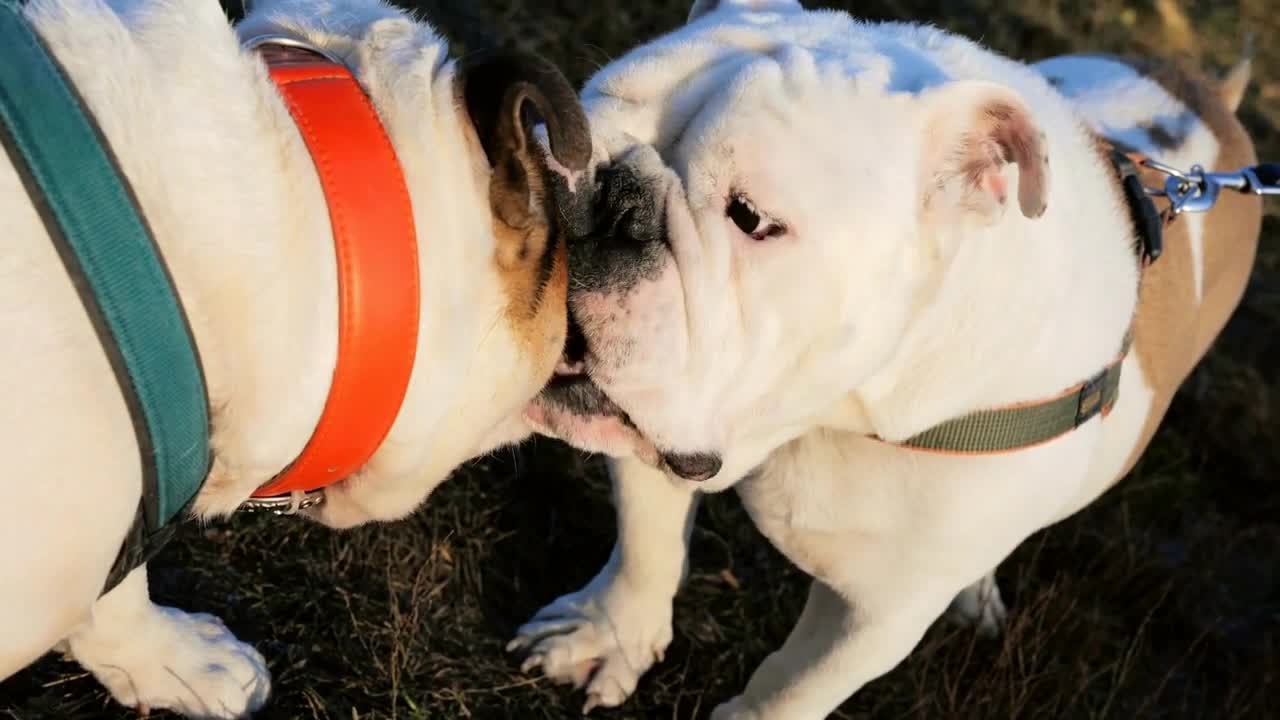 Two cute english bulldogs playing outside at sunny autumn day