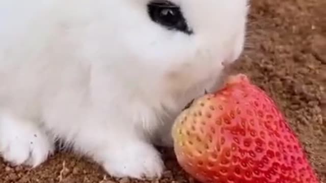 Little baby rabbit eating strawberry. cutest thing to watch today