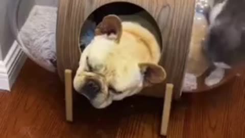 Cats dogs funny