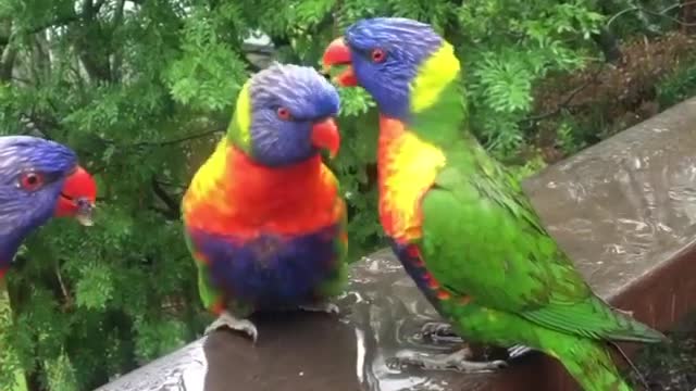 Rainbow lorikeets