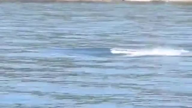 British Columbian baby orca leaps out of the water