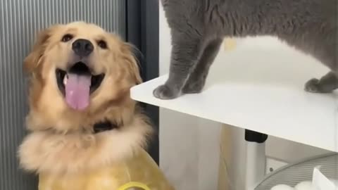 Cats vs Dogs | Funny Animals