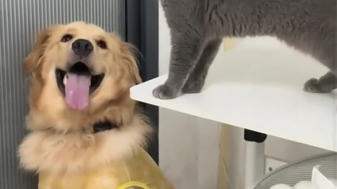 Cats vs Dogs | Funny Animals