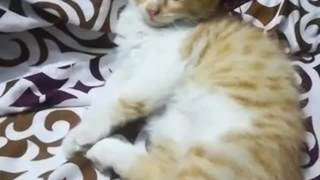 My cute cat must watch