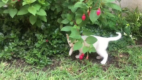 Sweet kitten mischief with tree