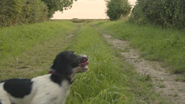 Dog Running Along a Rural Path