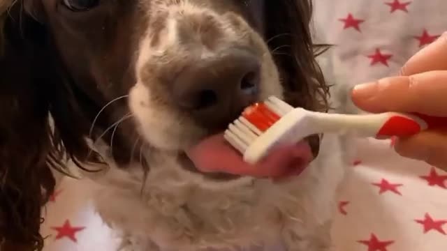 Funny dog can’t stop eating toothpaste