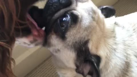 Brown dog and cream pug putting mouths together