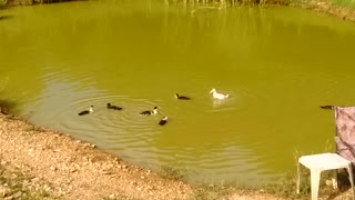 Baby duck's