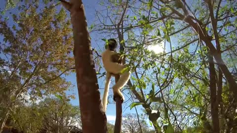 The Dancing Verreaux's Sifakas - Berenty, Madagascar