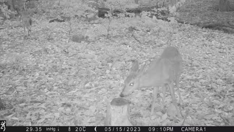 Summer 2023 Northern Wilderness Trailcam - Part 1